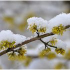 Frühlingswinter oder Winterfrühling?