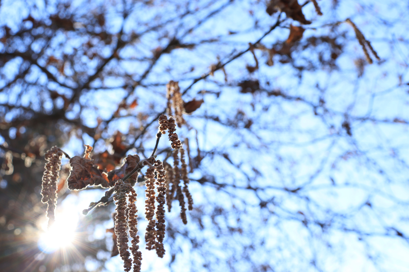 Frühling'sWinterZauber