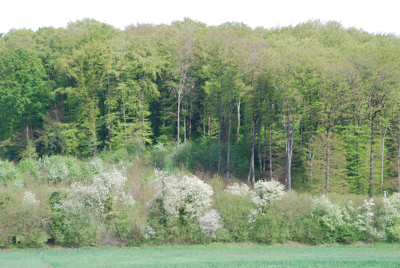 Frühlingswonnen