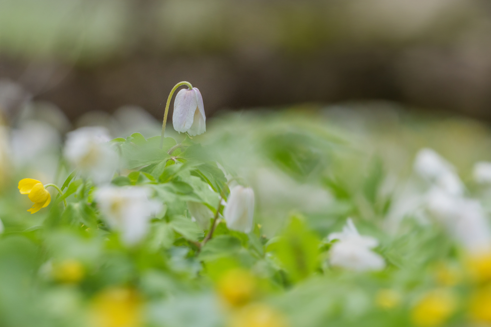 Frühlingswunder im Wald