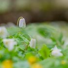 Frühlingswunder im Wald