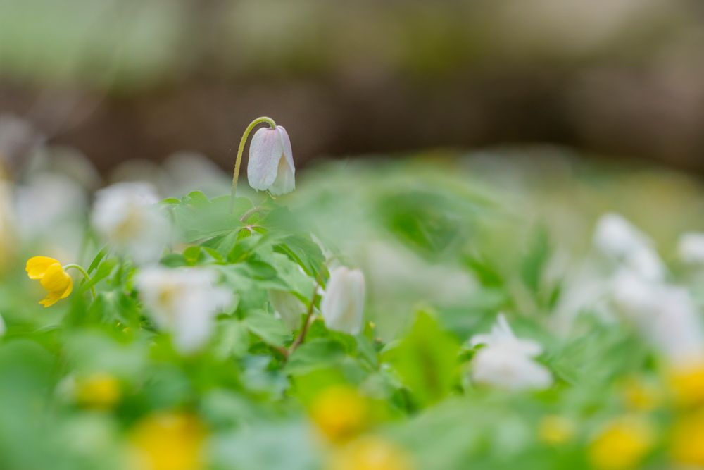 Frühlingswunder im Wald