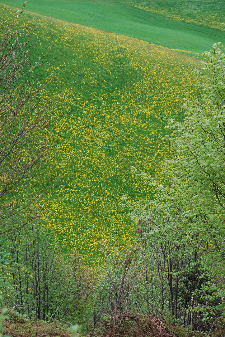 Frühlingszarter Wiesengrund