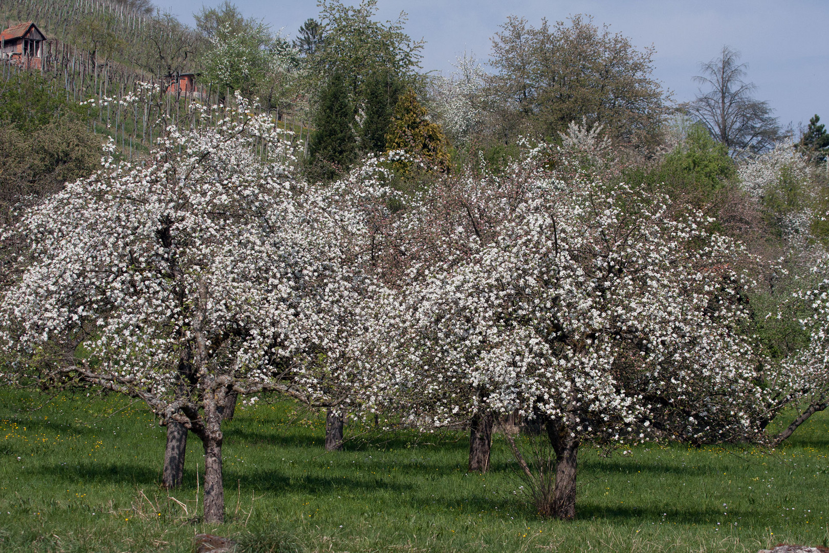 Frühlingszauber