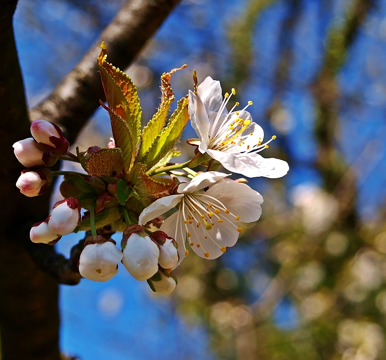 Frühlingszauber