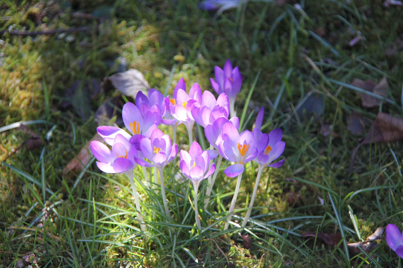 Frühlingszauber