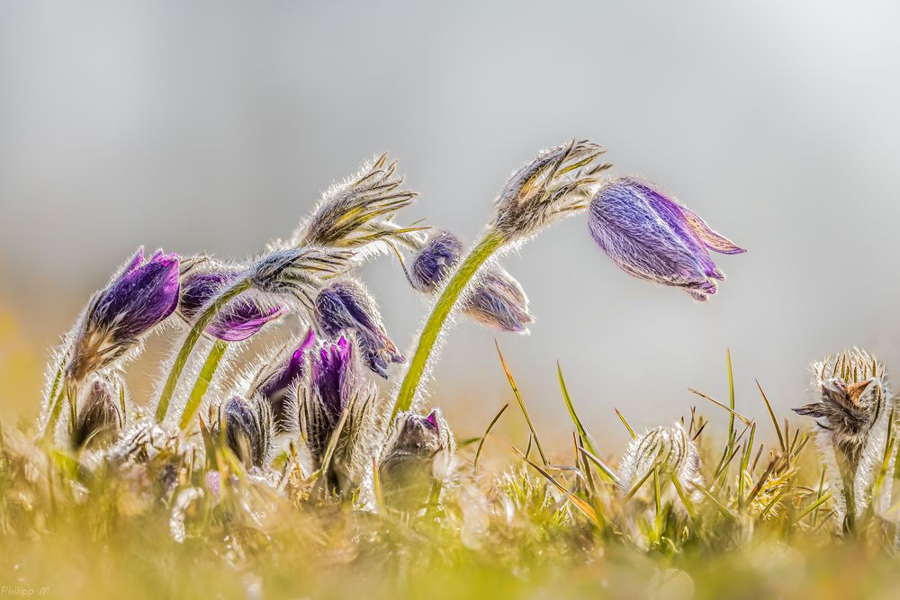 Frühlingszauber… Foto & Bild natur, frühblüher, pflanzen Bilder auf