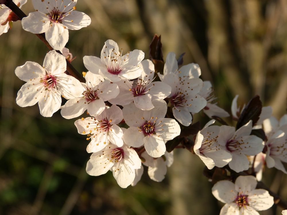 Frühlingszauber