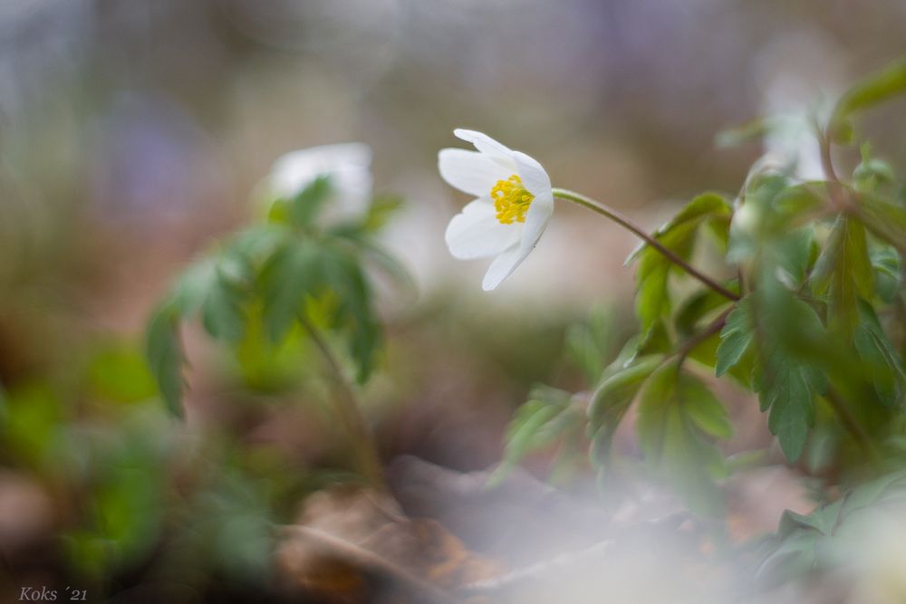 Frühlingszauber