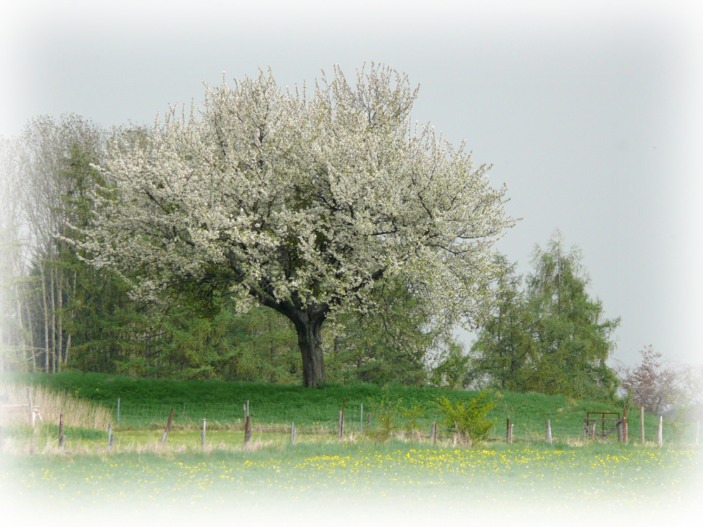 Frühlingszauber