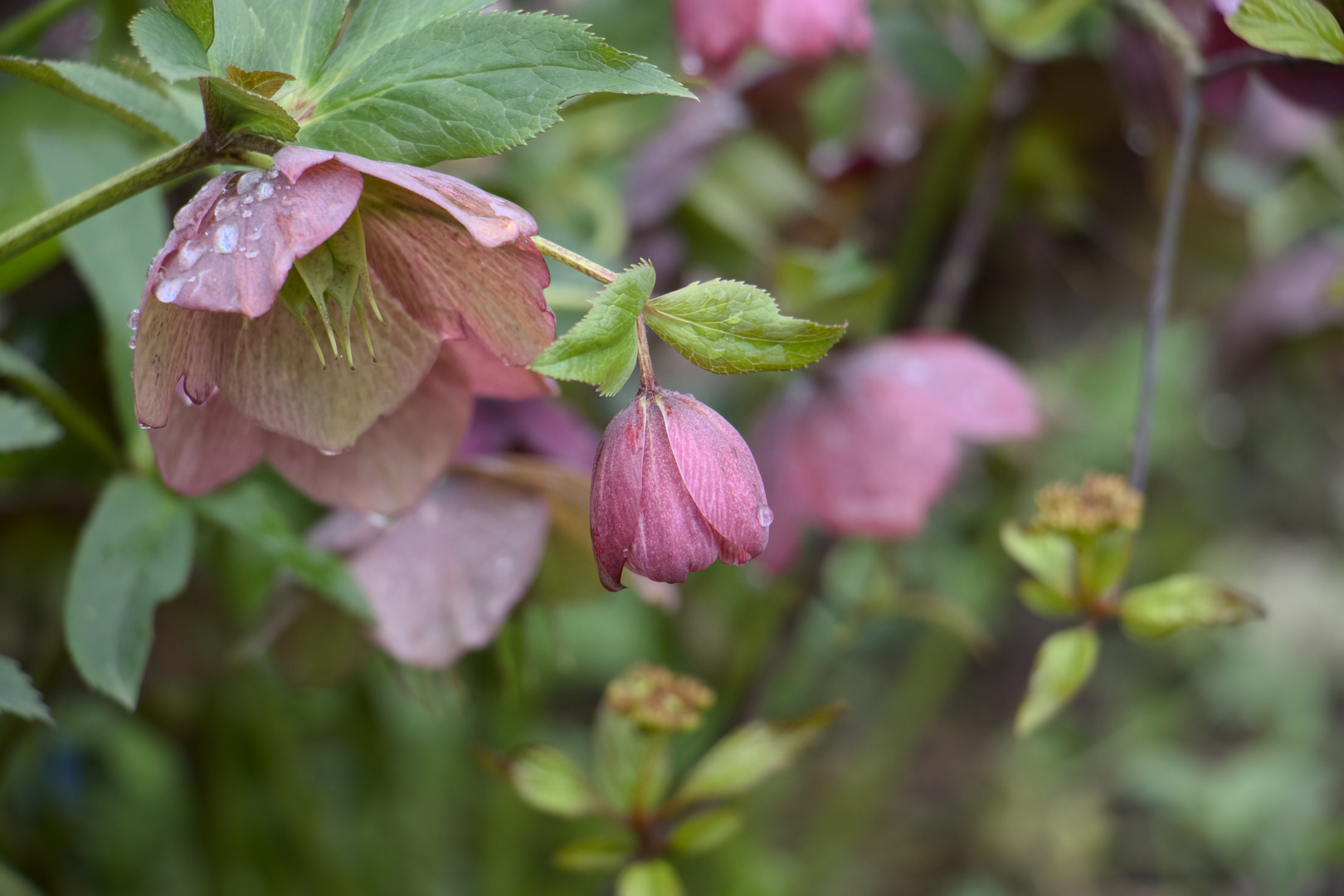 Frühlingszauber im Garten der Sinne: Nieswurz am Ostermontag