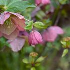 Frühlingszauber im Garten der Sinne: Nieswurz am Ostermontag