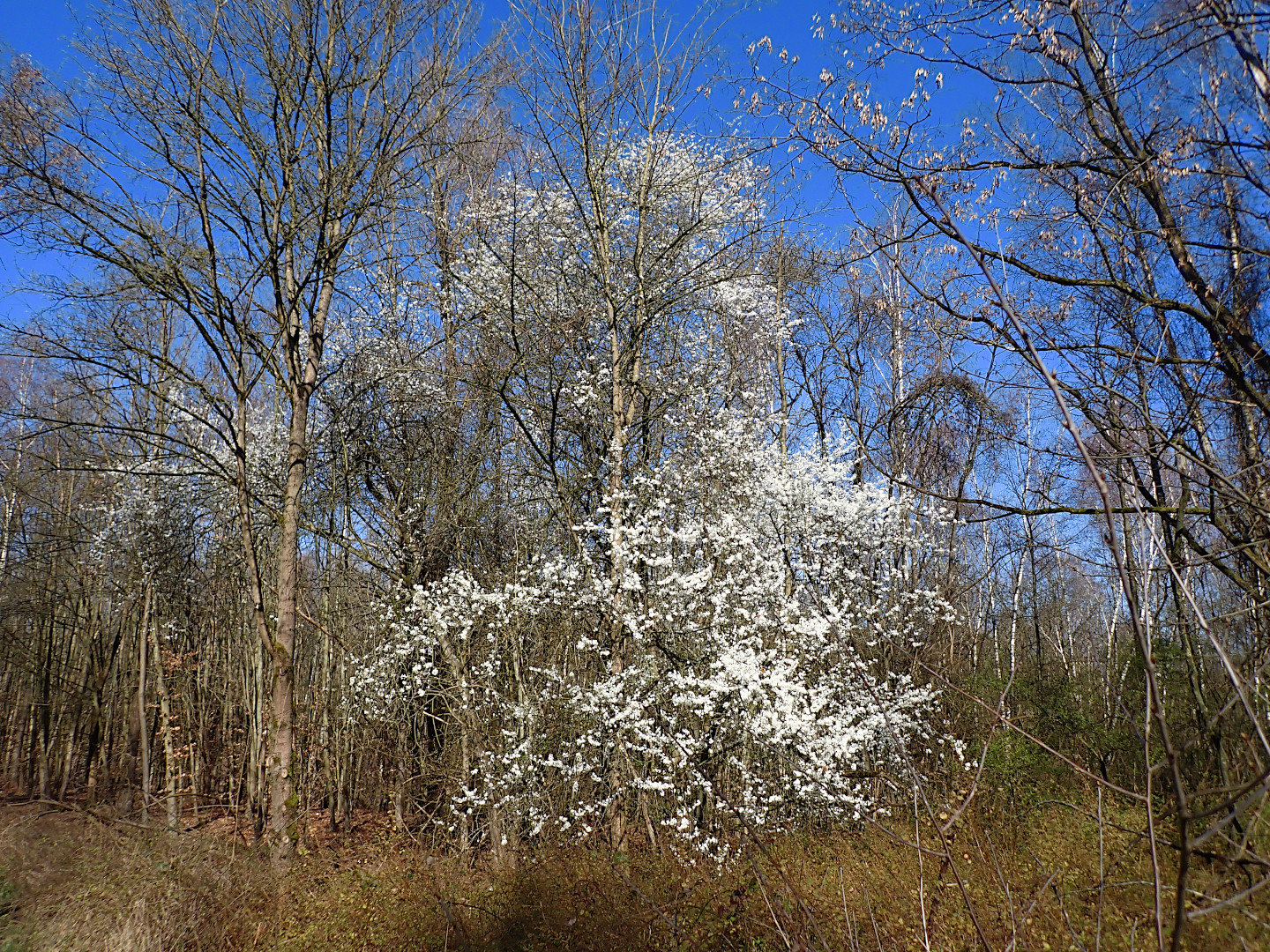 FRÜHLINGSZAUBER IM WALD: ...