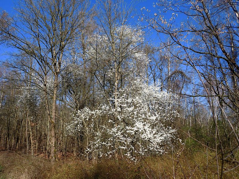 FRÜHLINGSZAUBER IM WALD: ...