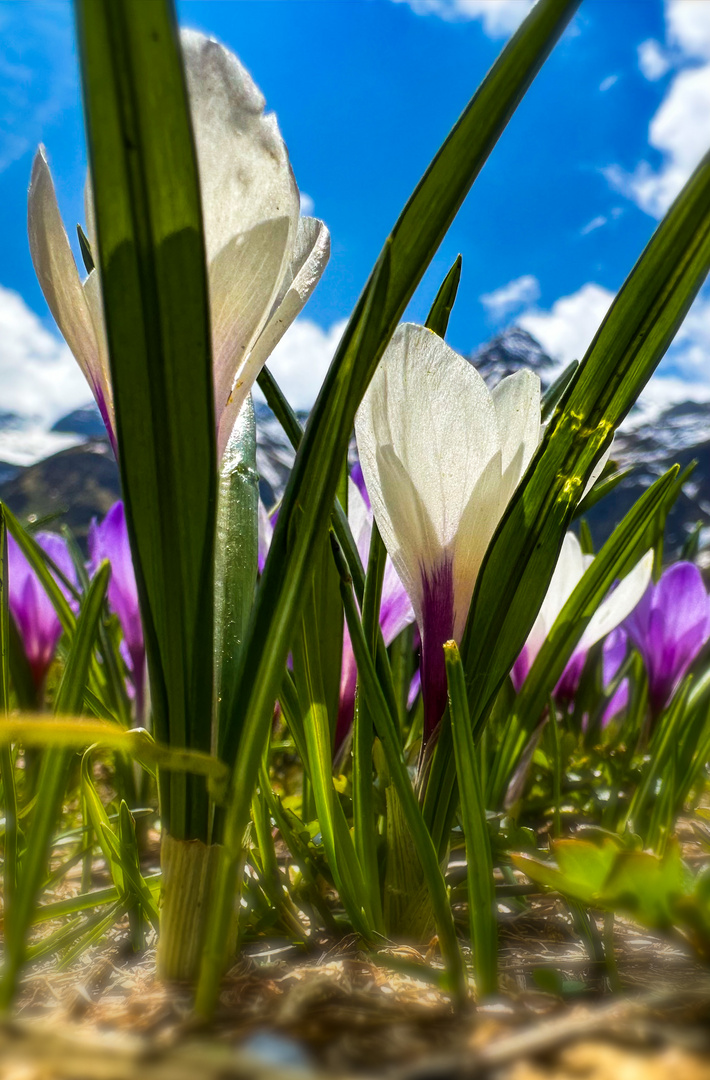 Frühlingszauber in den Österreichischen Alpen