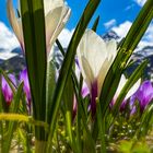 Frühlingszauber in den Österreichischen Alpen