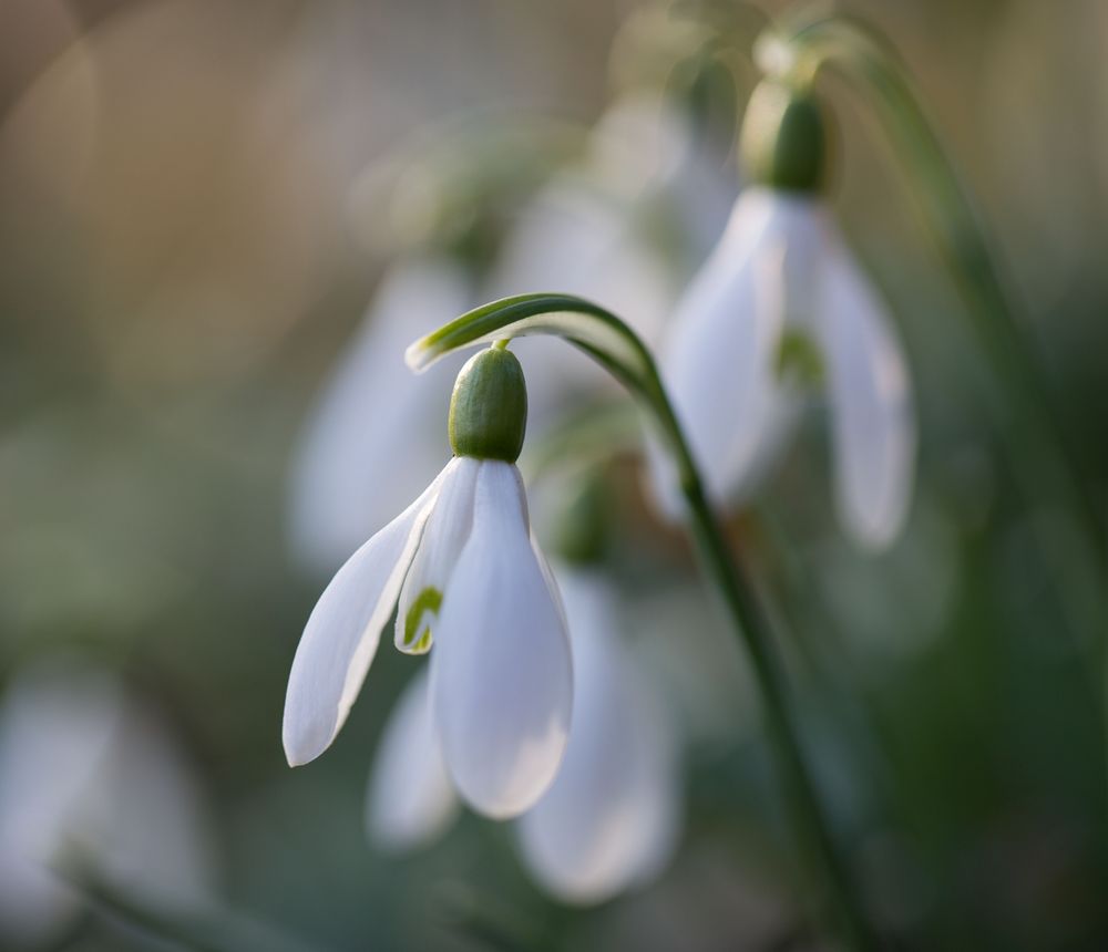 Frühlingszauber .. trotz Schnee und Wintergrau