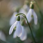 Frühlingszauber .. trotz Schnee und Wintergrau