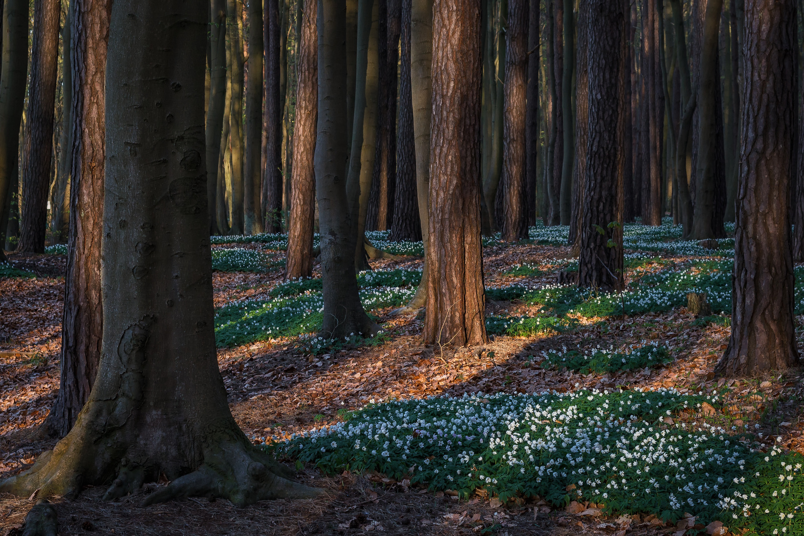 Frühlingszauberwald