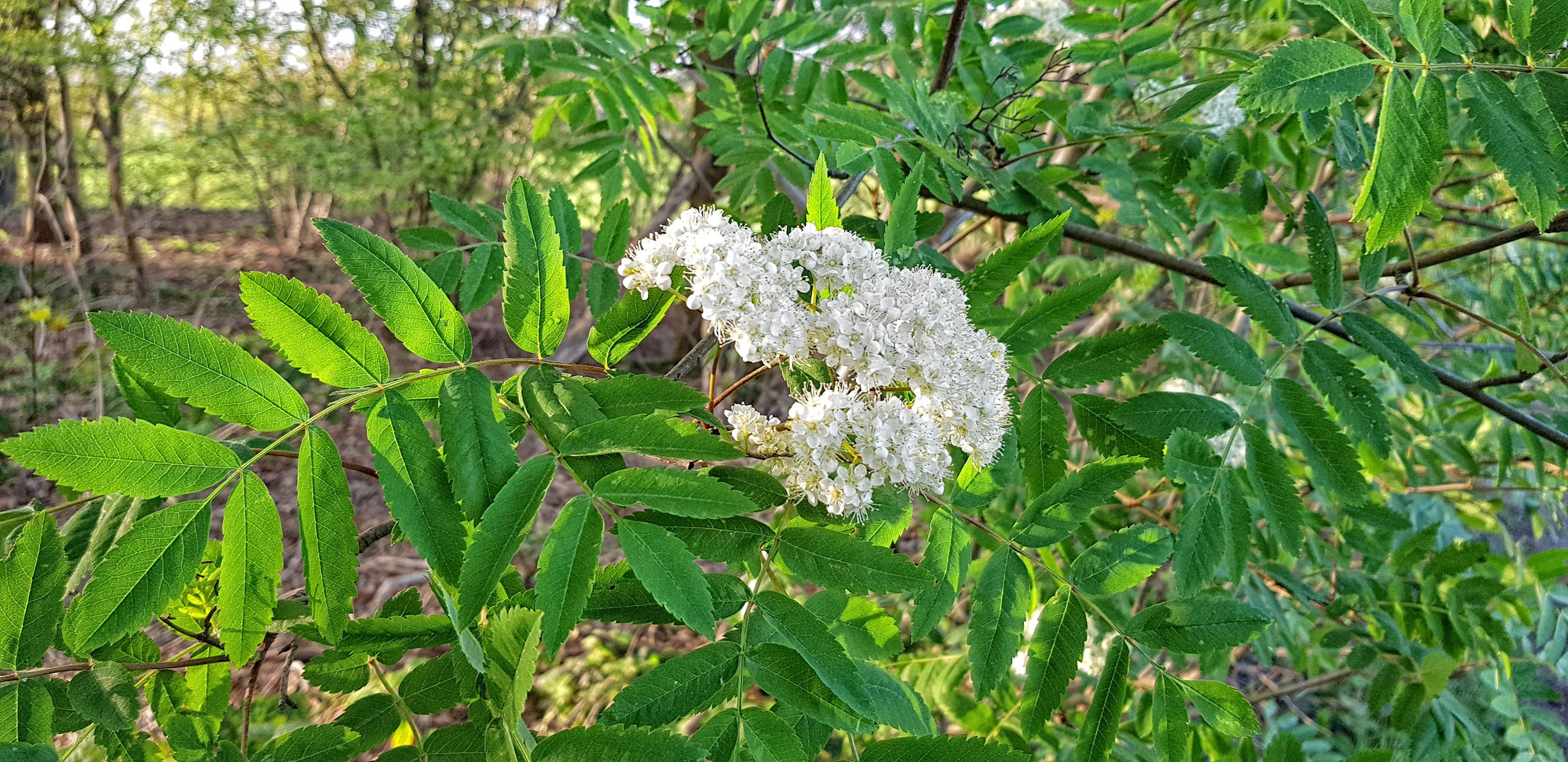 Frühlingszeichen