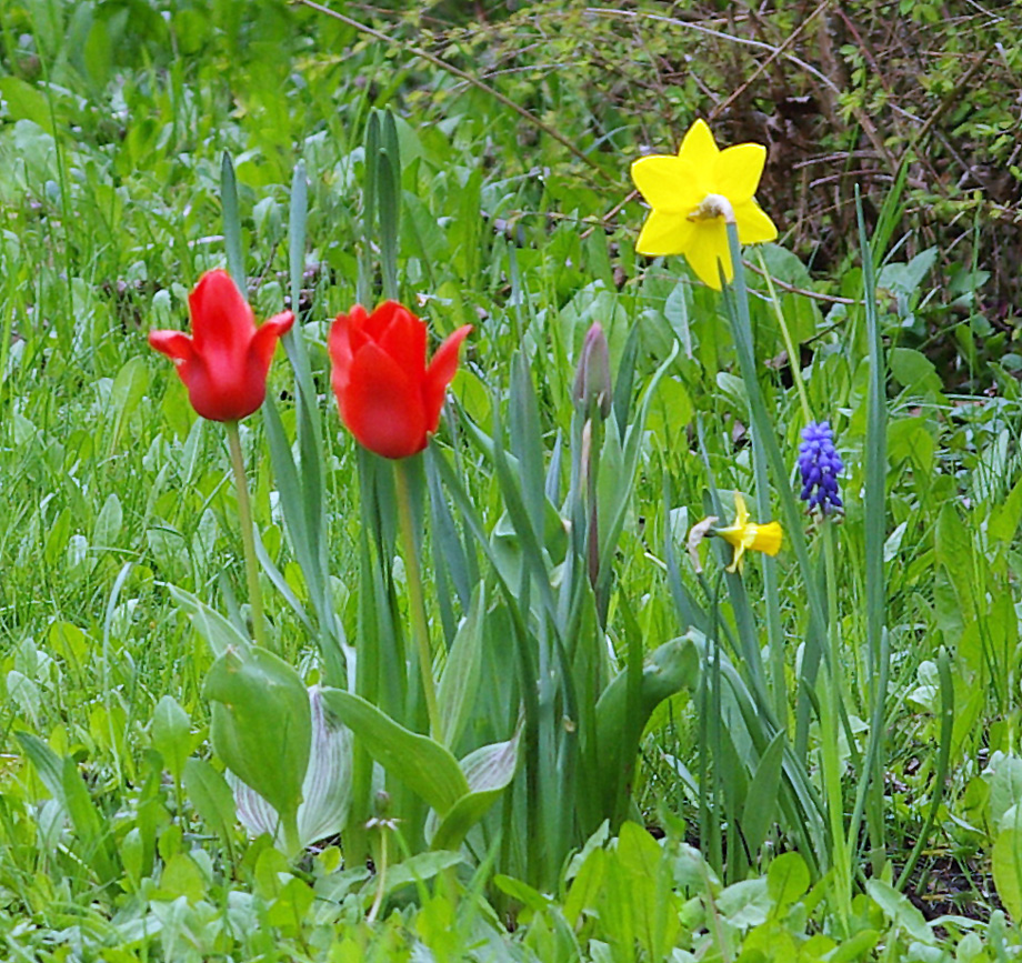 " Frühlingszeit " !