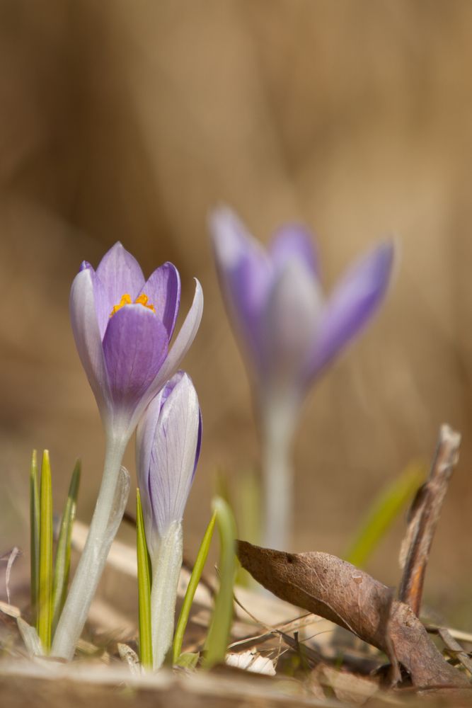 Frühlingszeit