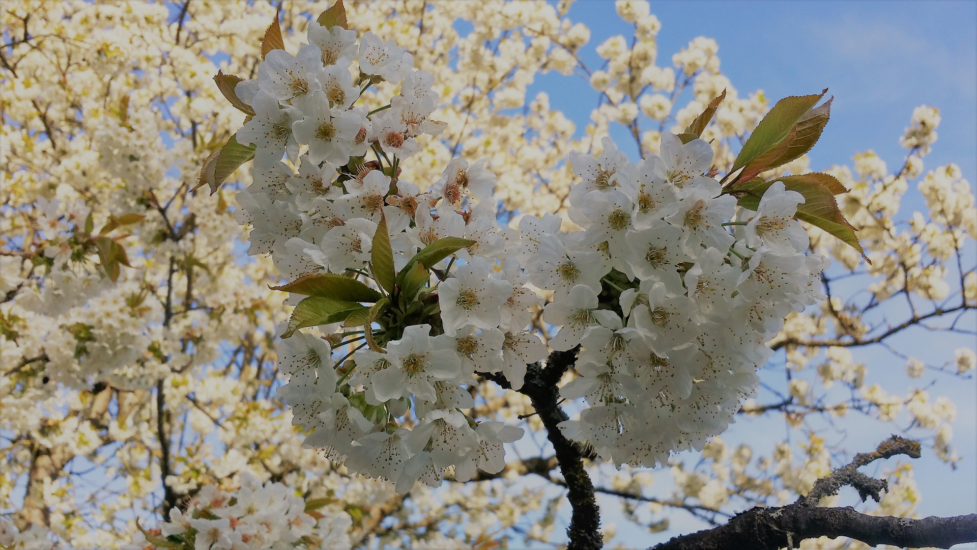 Frühlingszeit 