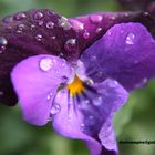 Frühlingszeit der Blumen