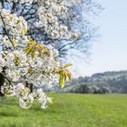 Frühlingszeit