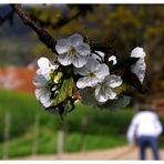 Frühlingszeit - Gartenzeit