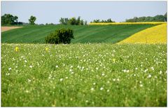 Frühlingszeit im Weinviertel