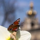 Frühlingszeit in Dresden