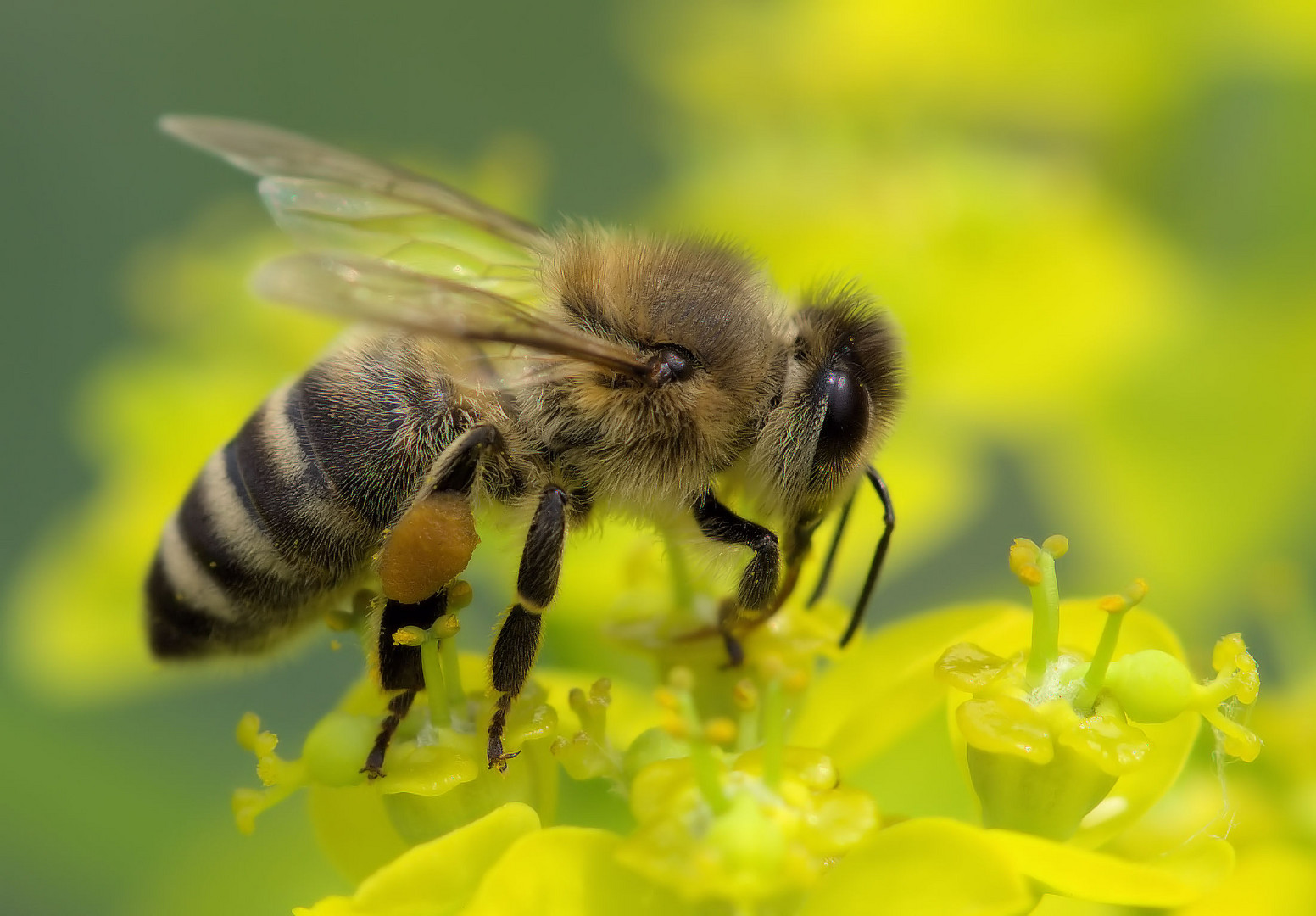 Frühlingszeit ist Bienenzeit 