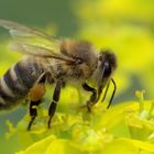 Frühlingszeit ist Bienenzeit 