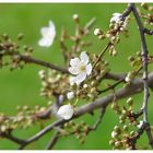 Frühlingszeit ist Blütenzeit