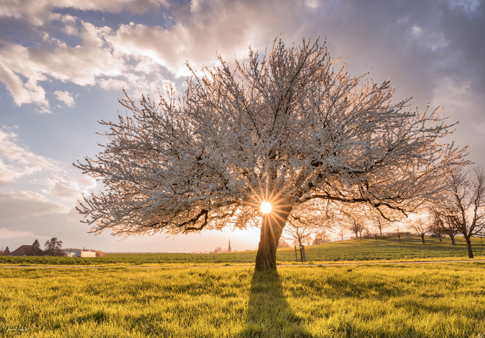 Frühlingszeit ist Blütenzeit