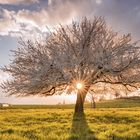 Frühlingszeit ist Blütenzeit