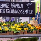 Frühlingszeit ist Blumenzeit