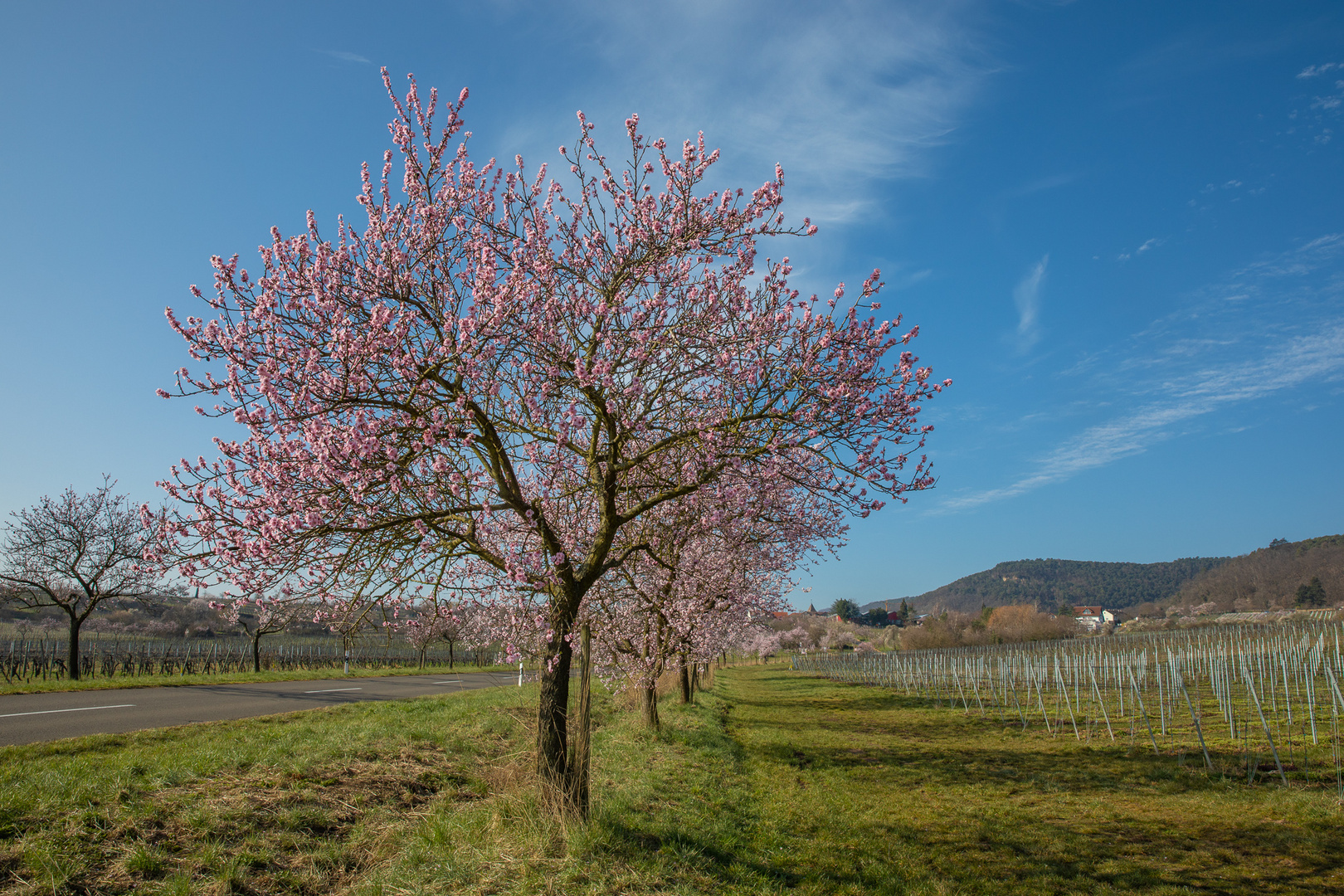 Frühlingszeit ist Mandelblüte