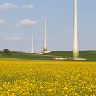 Frühlingszeit ist Spargelzeit, sie spriessen wieder fleissig.