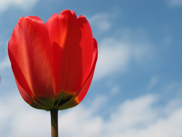 Frühlingszeit ist Tulpenzeit