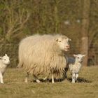 Frühlingszeit - Lämmerzeit