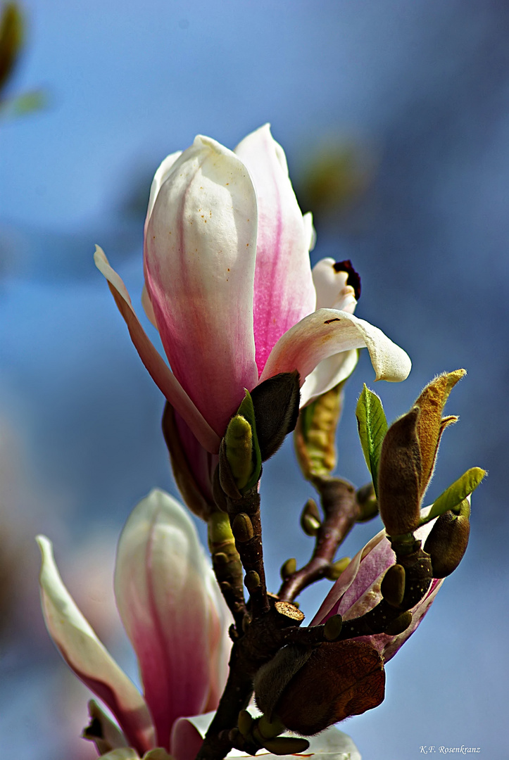 Frühlingszeit - Magnolienzeit