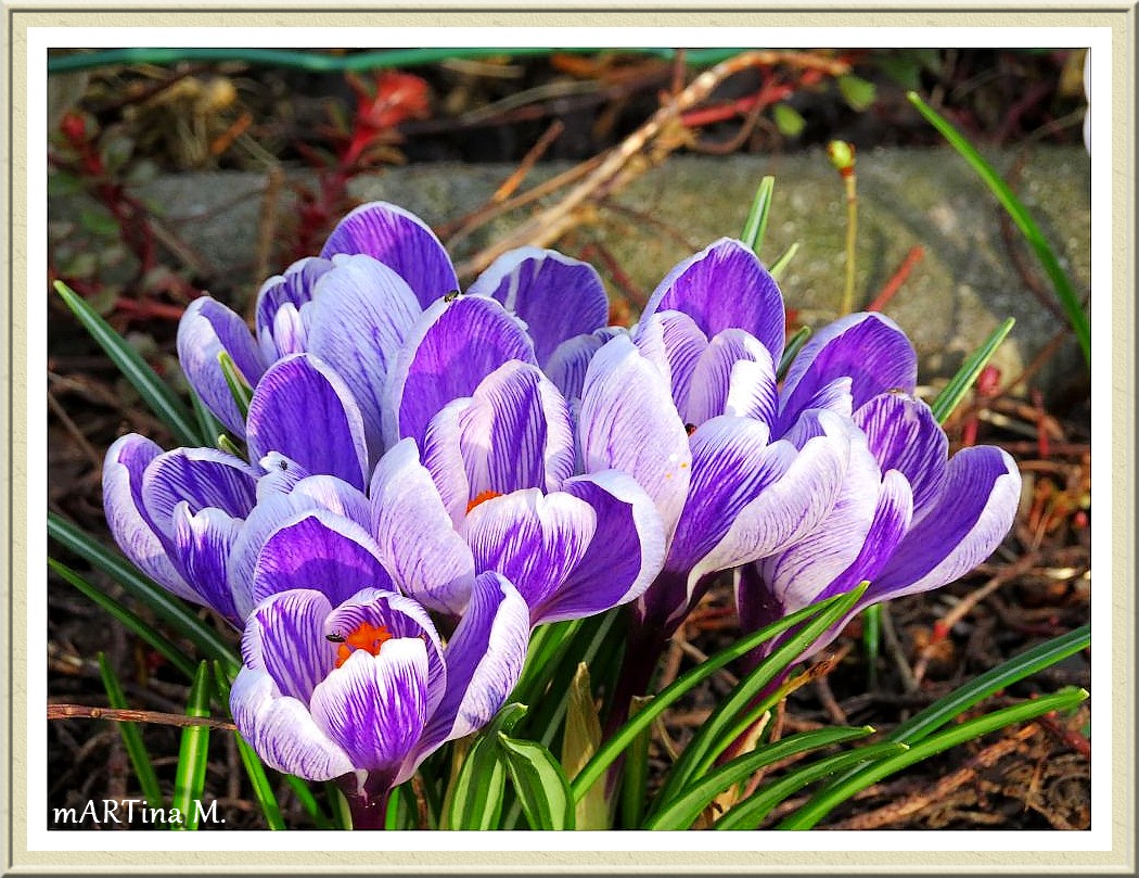 Frühlingszeit  (mit Gedicht)