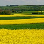 Frühlingszeit = Rapszeit.