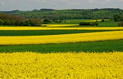 Frühlingszeit = Rapszeit.