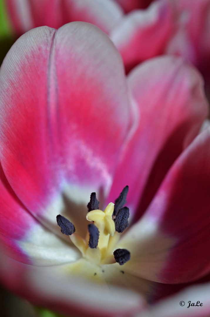 Frühlingszeit - Tulpenzeit