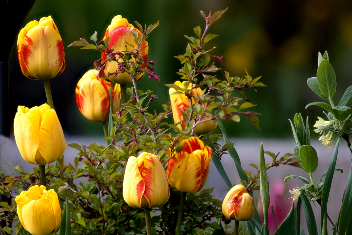 Frühlingszeit Tulpenzeit 