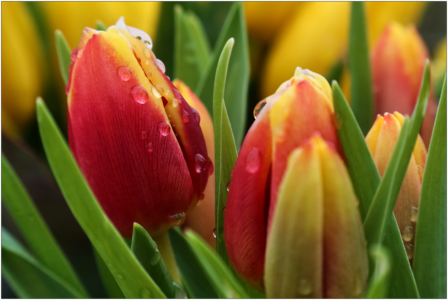 Frühlingszeit - Tulpenzeit