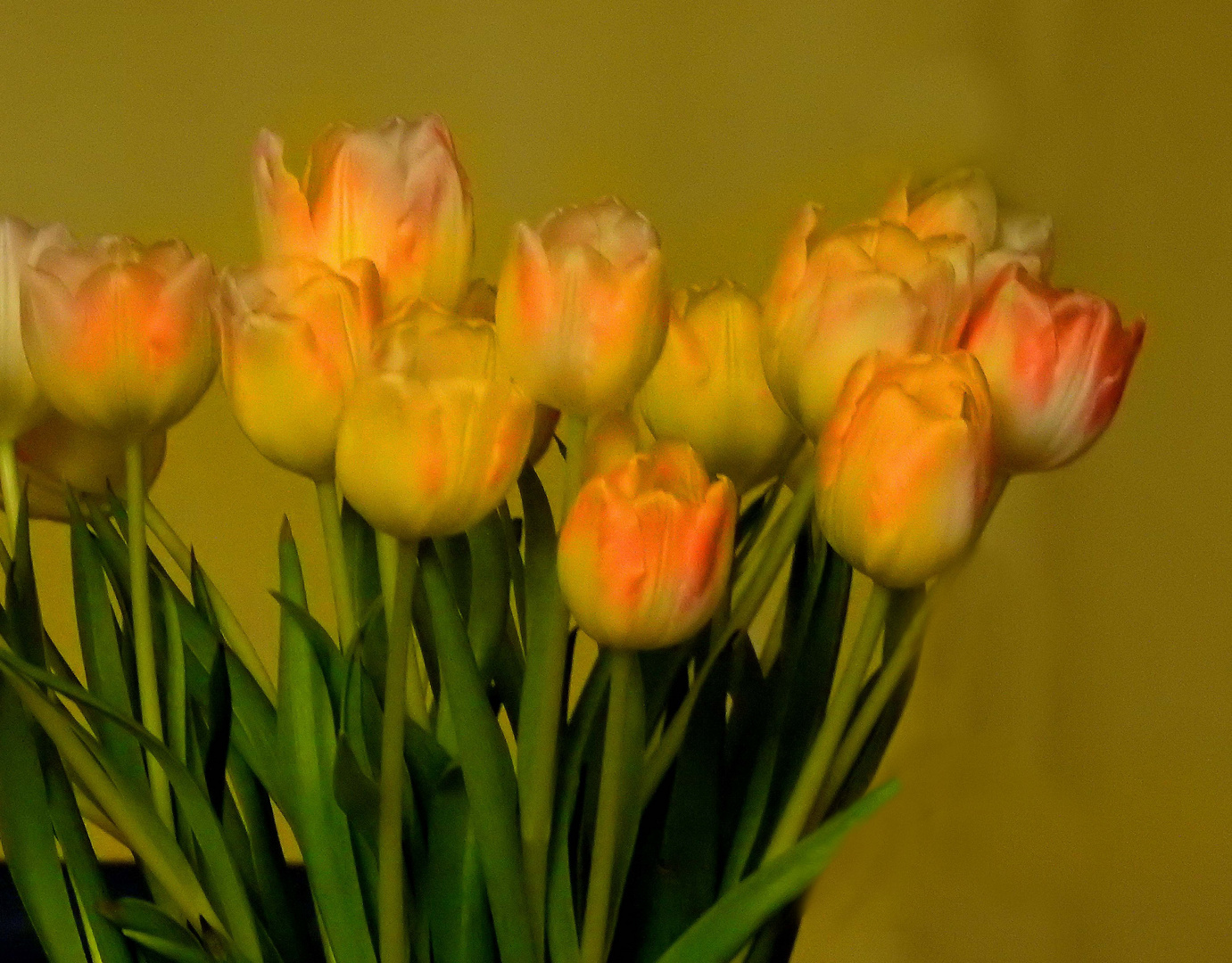 Frühlingszeit, Tulpenzeit